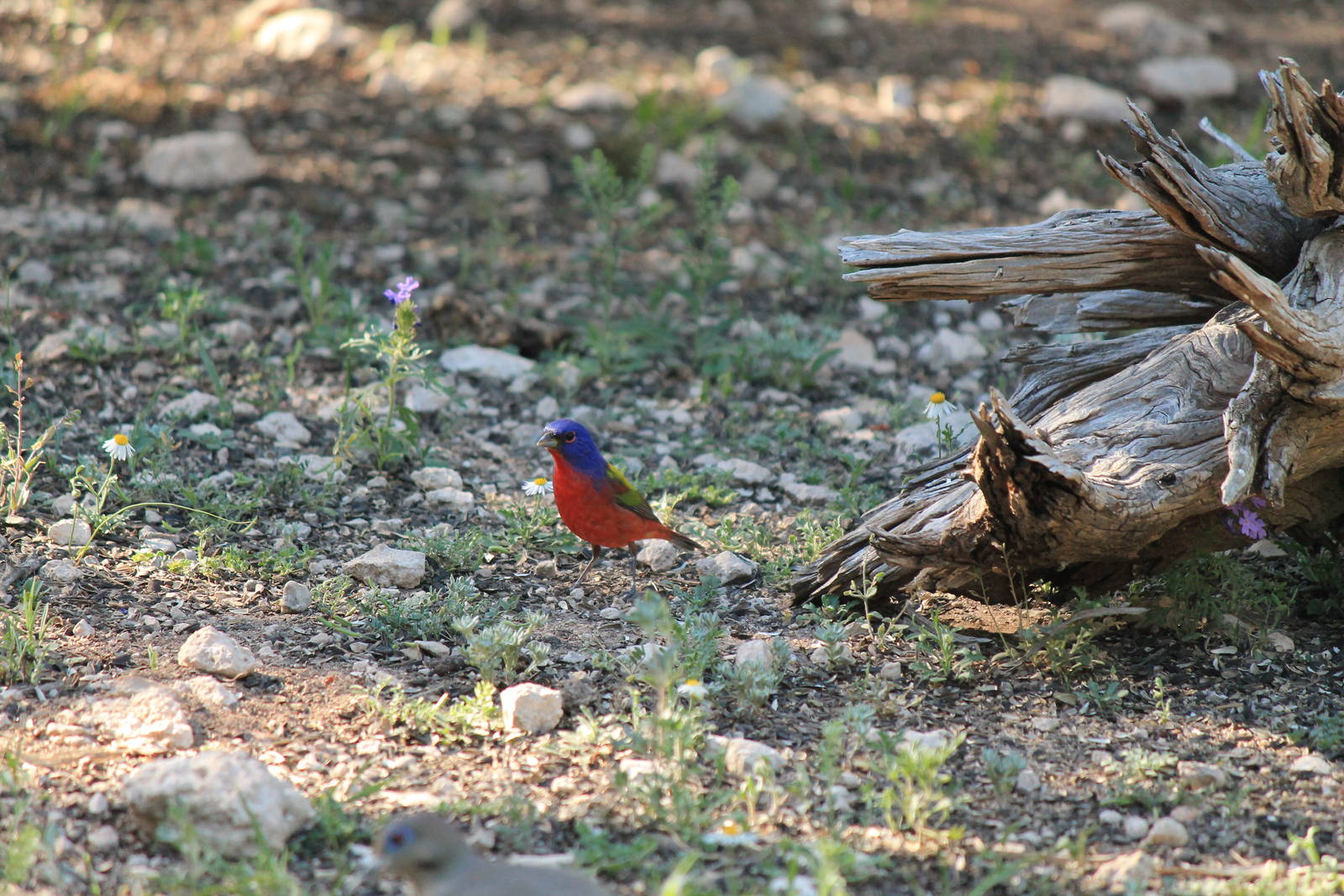 Painted Bunting
