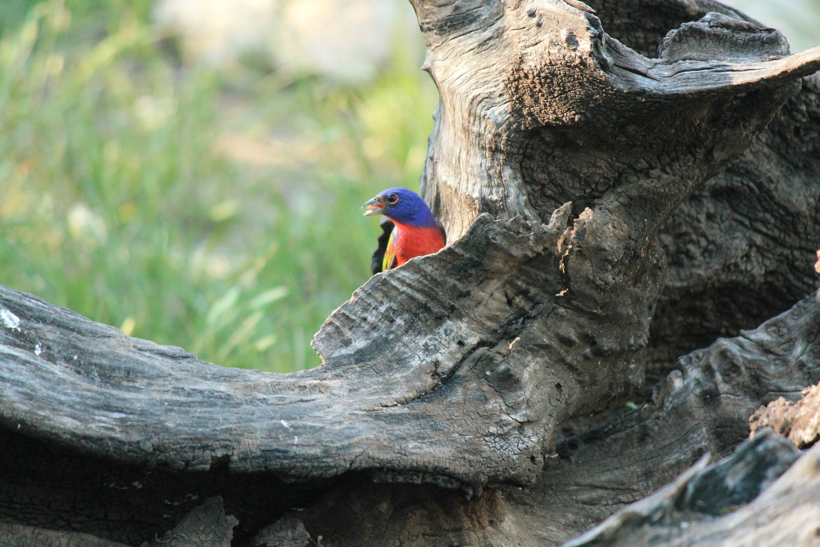 Painted Bunting