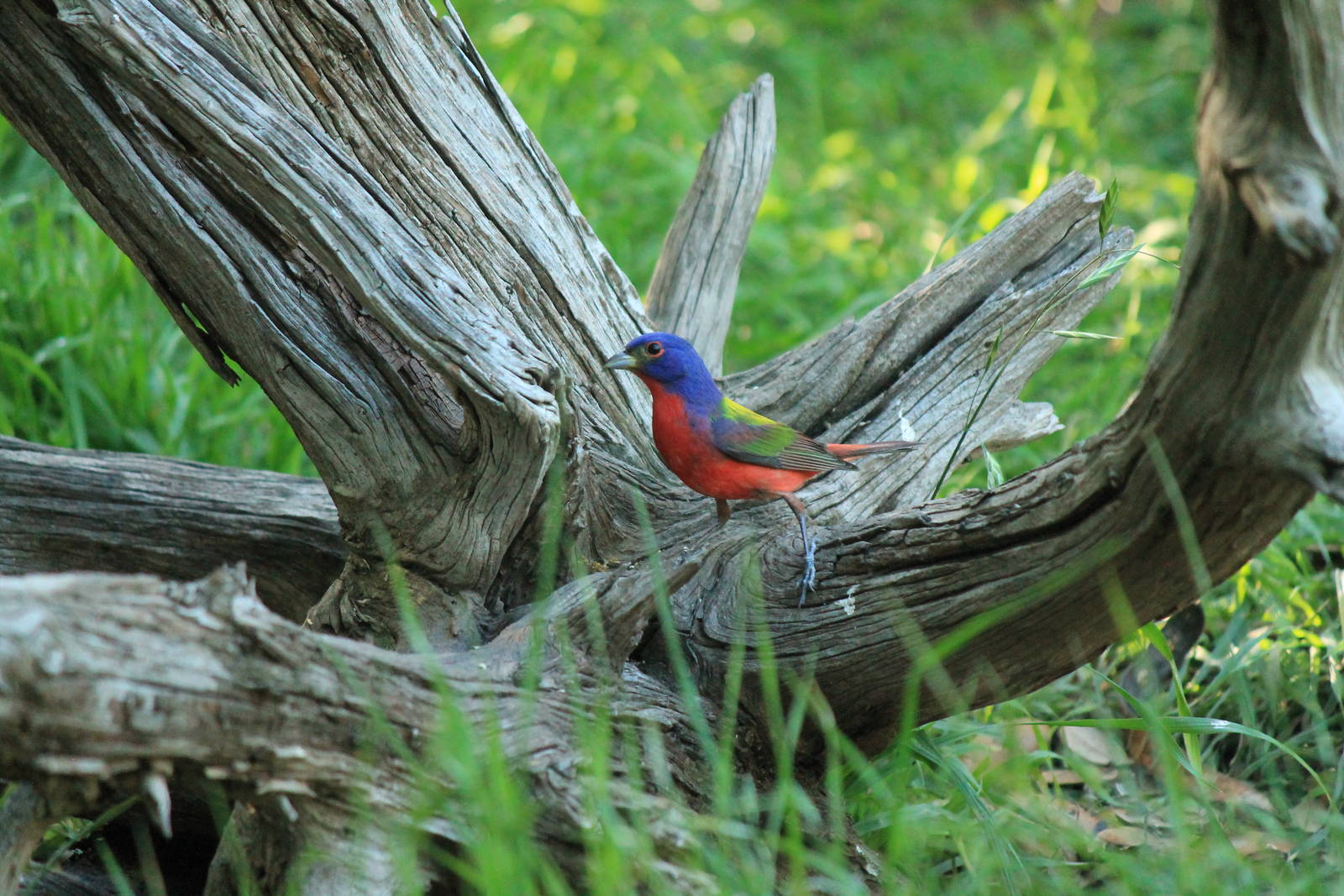 Painted Bunting