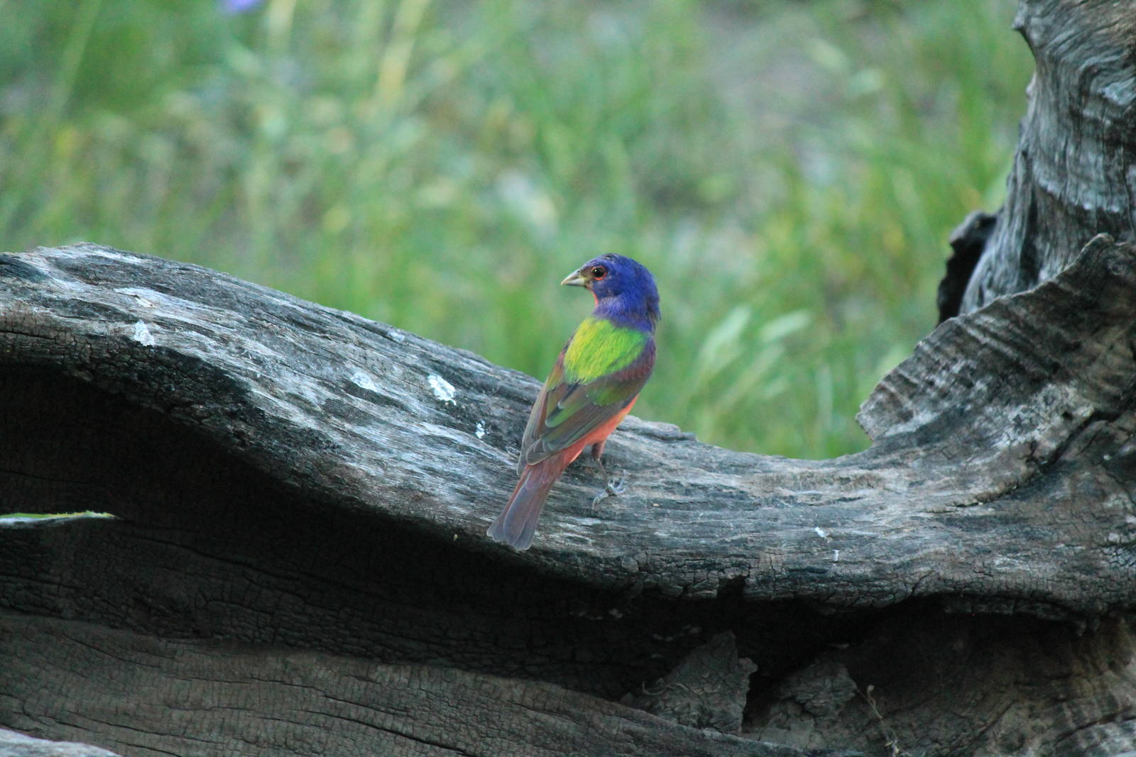 Painted Bunting