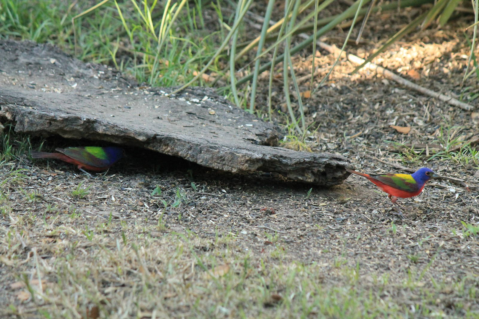 Painted Bunting