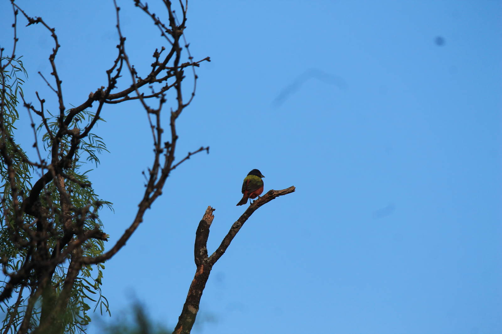 Painted Bunting