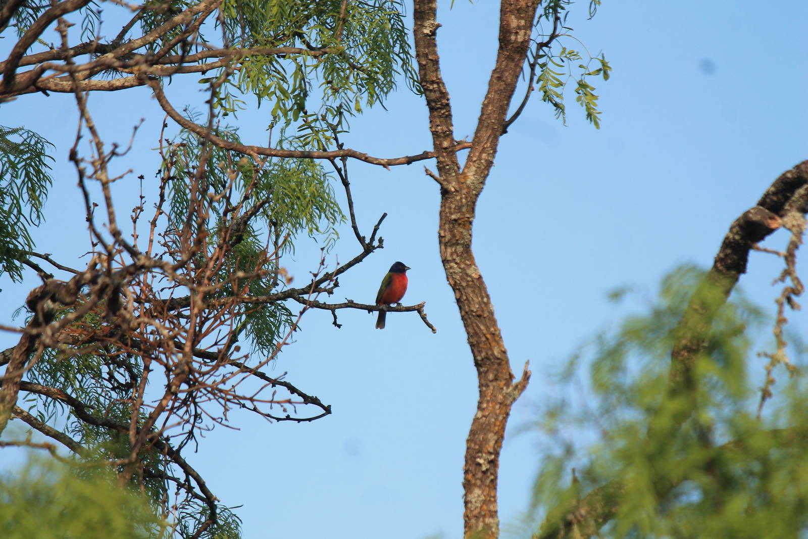 Painted Bunting