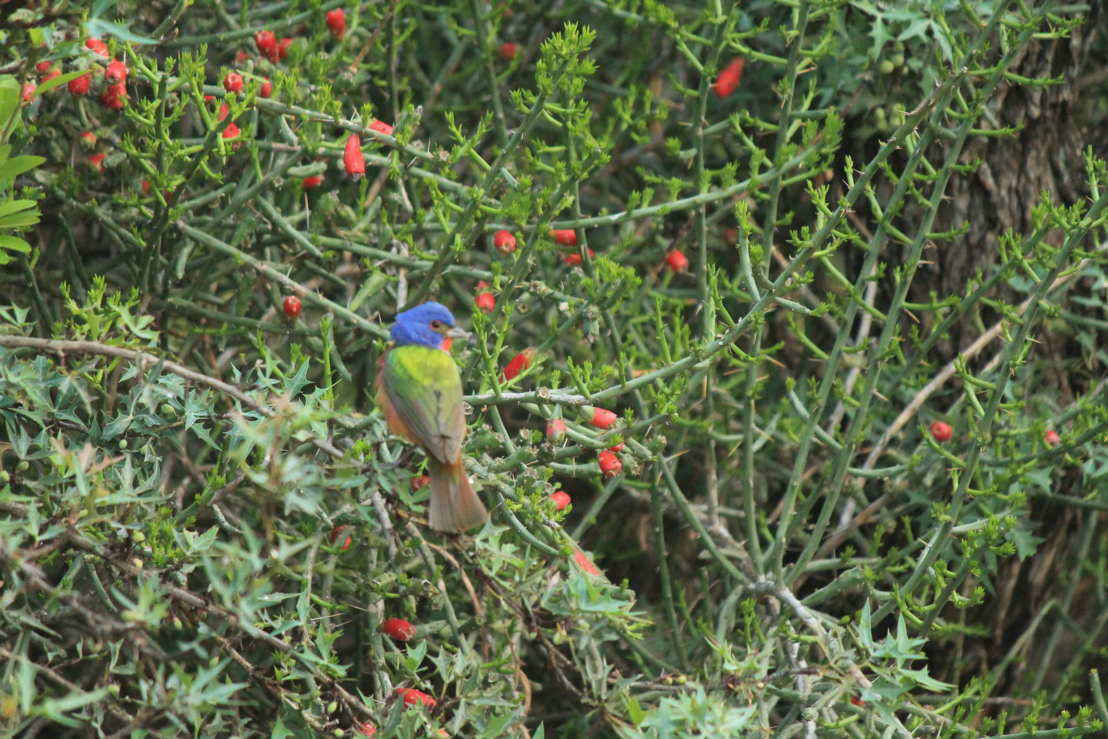 Painted Bunting