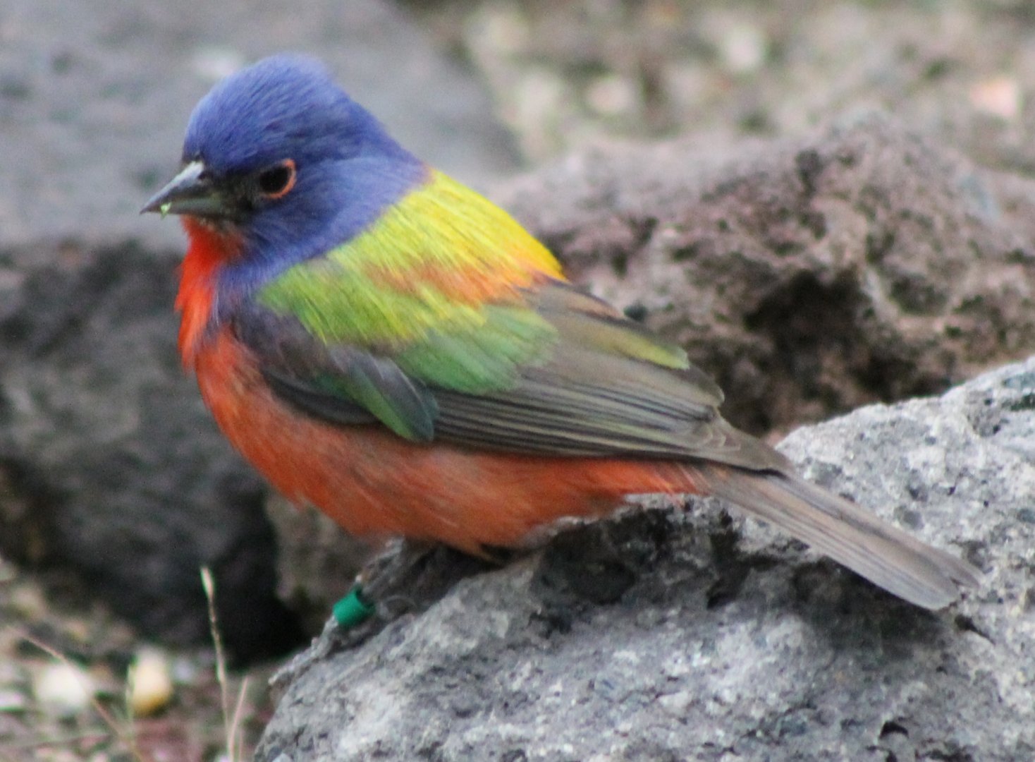 Painted bunting