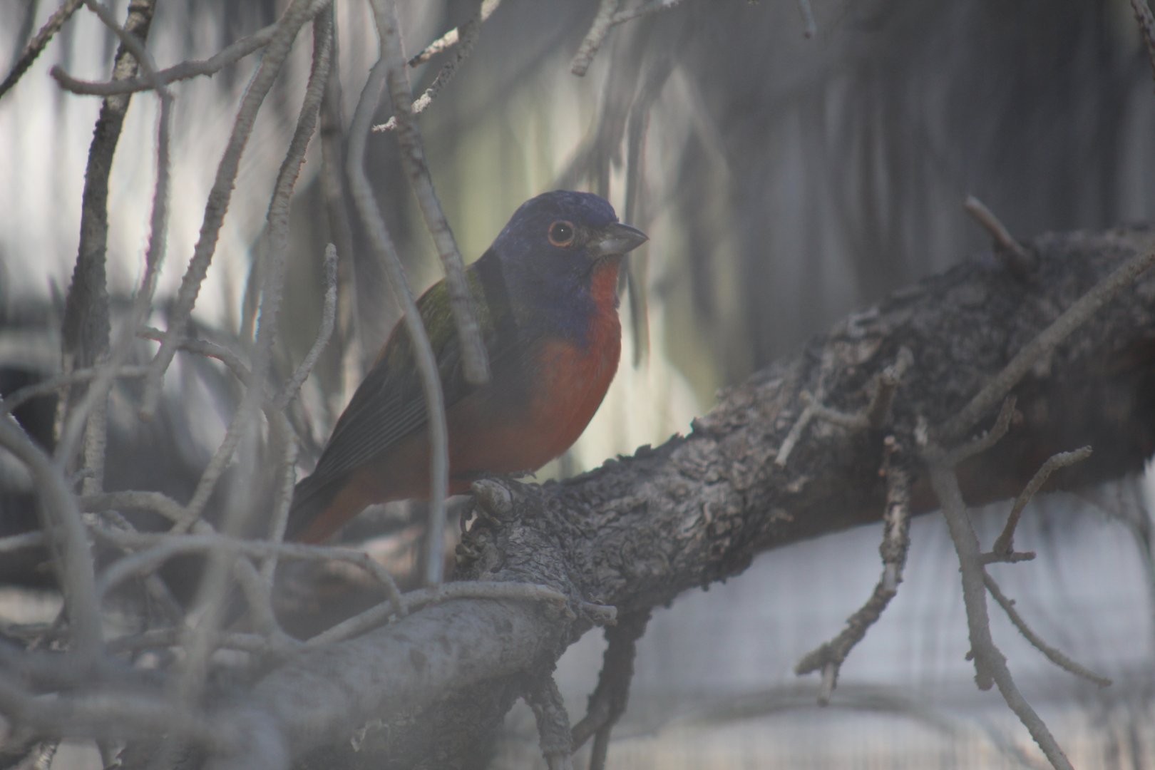 Painted Bunting