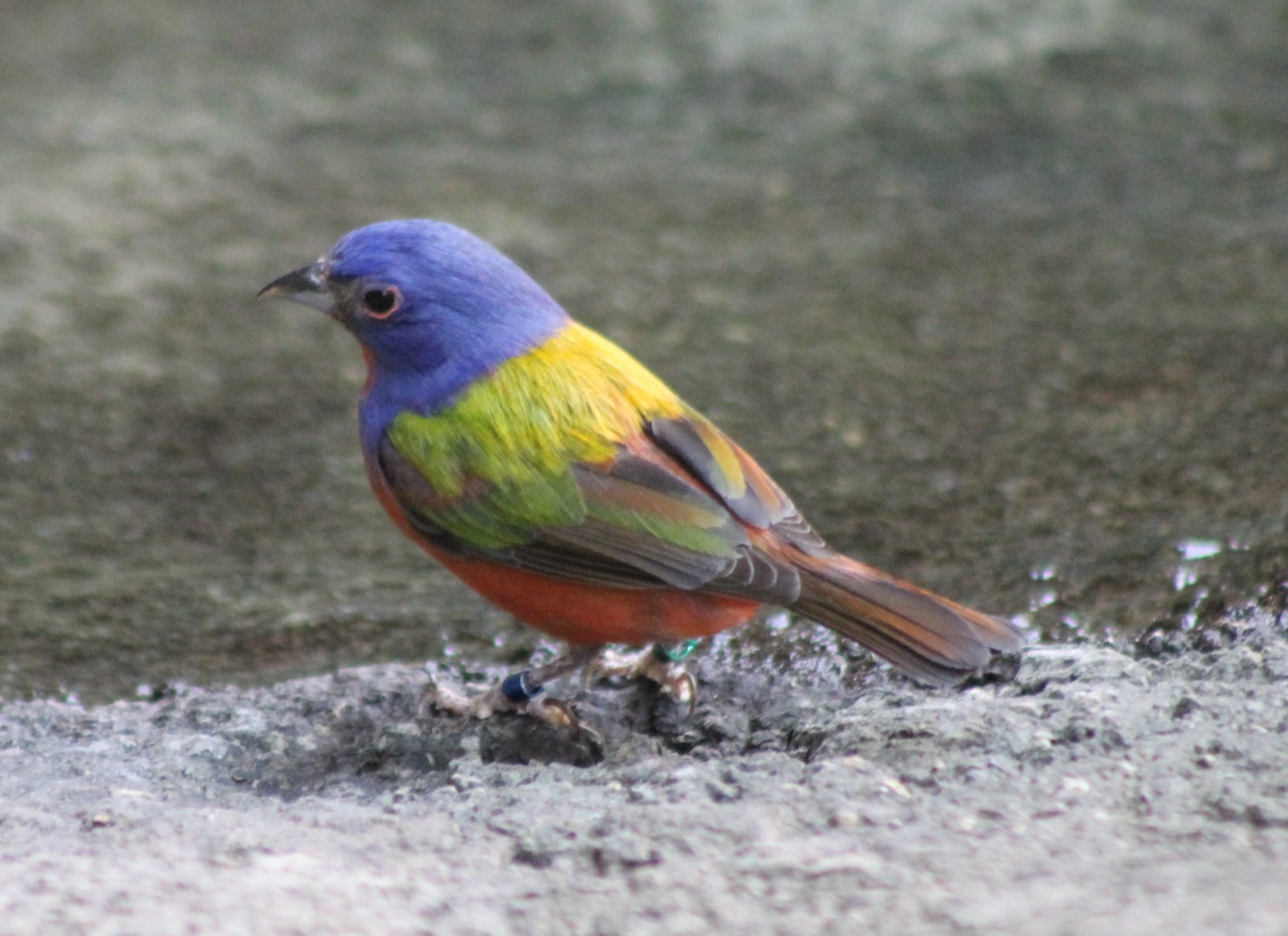 Painted bunting