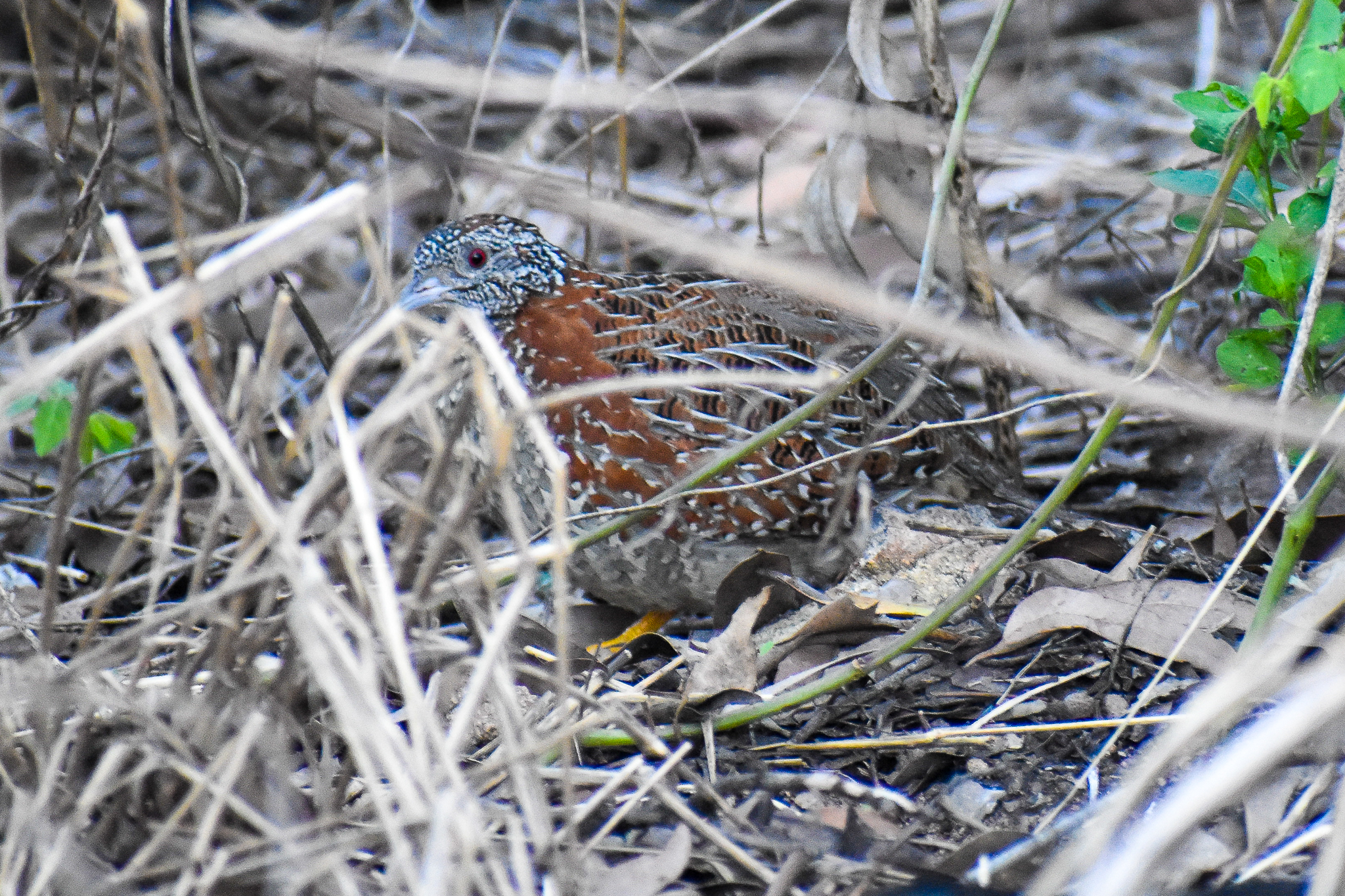 Painted Button-quail (Turnix varius)