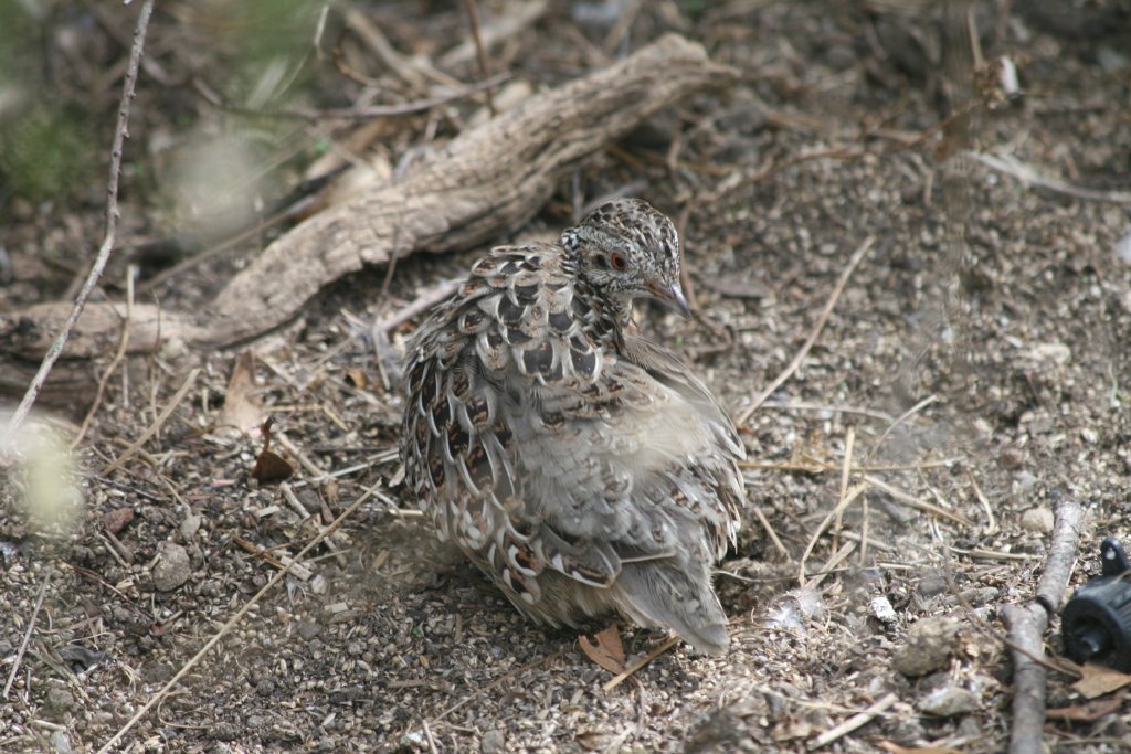 Painted Button-Quail
