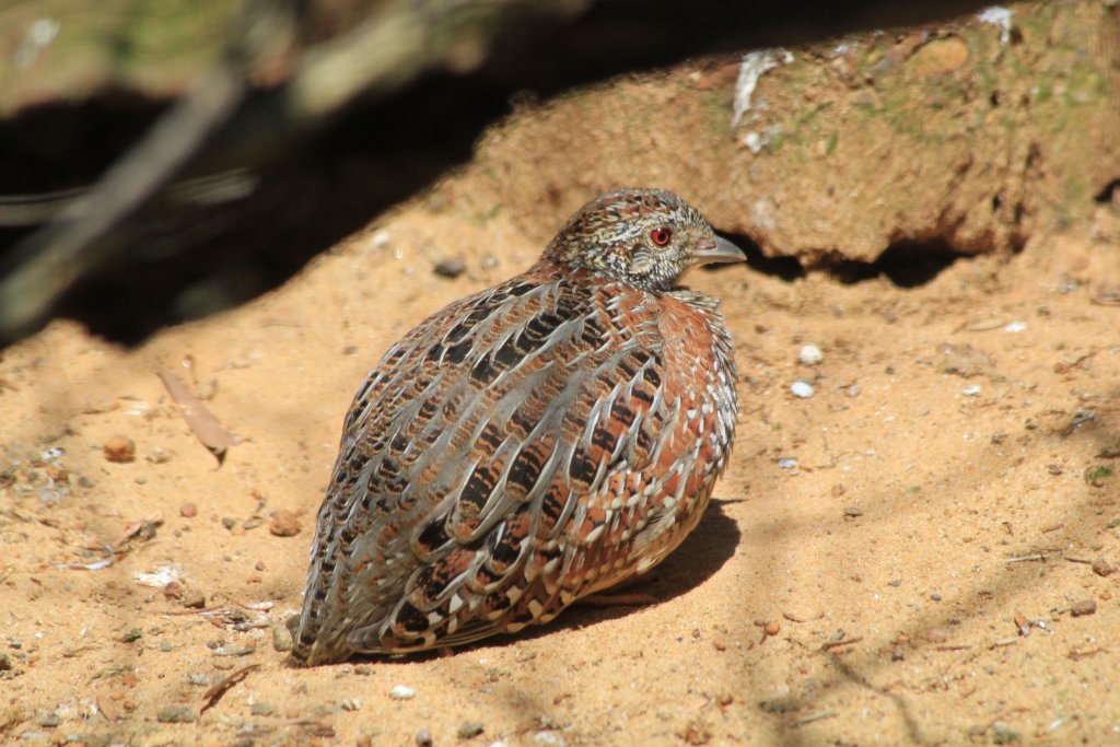 Painted Button-Quail