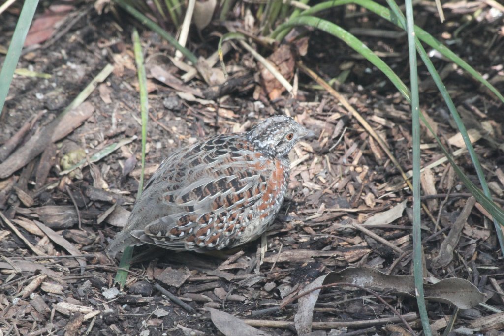 Painted Button Quail