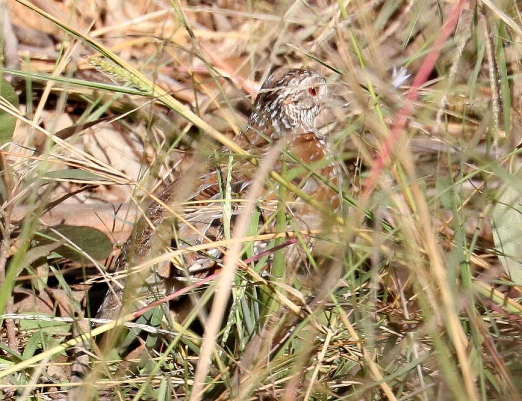 Painted Button-quail