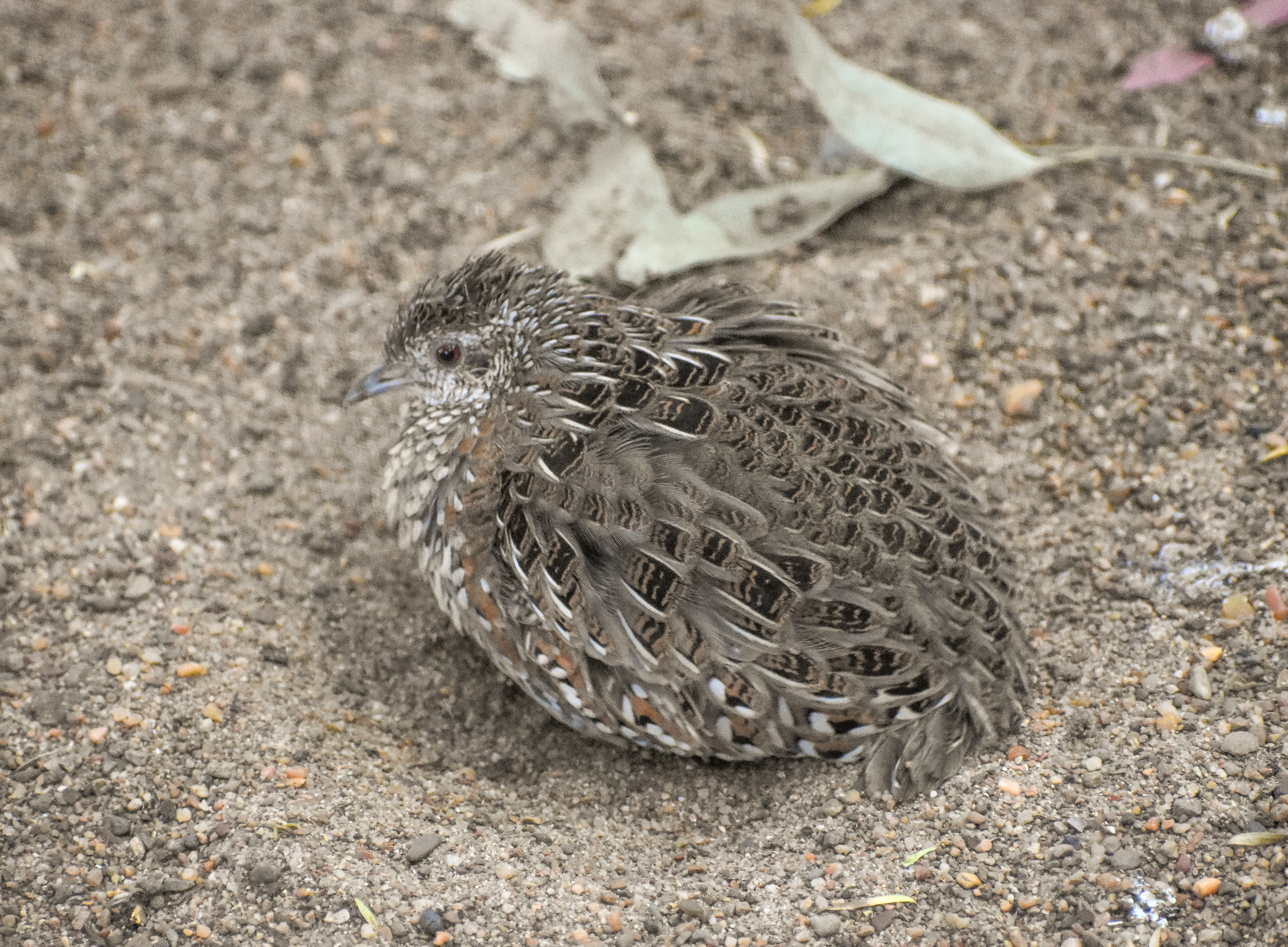 Painted Buttonquail