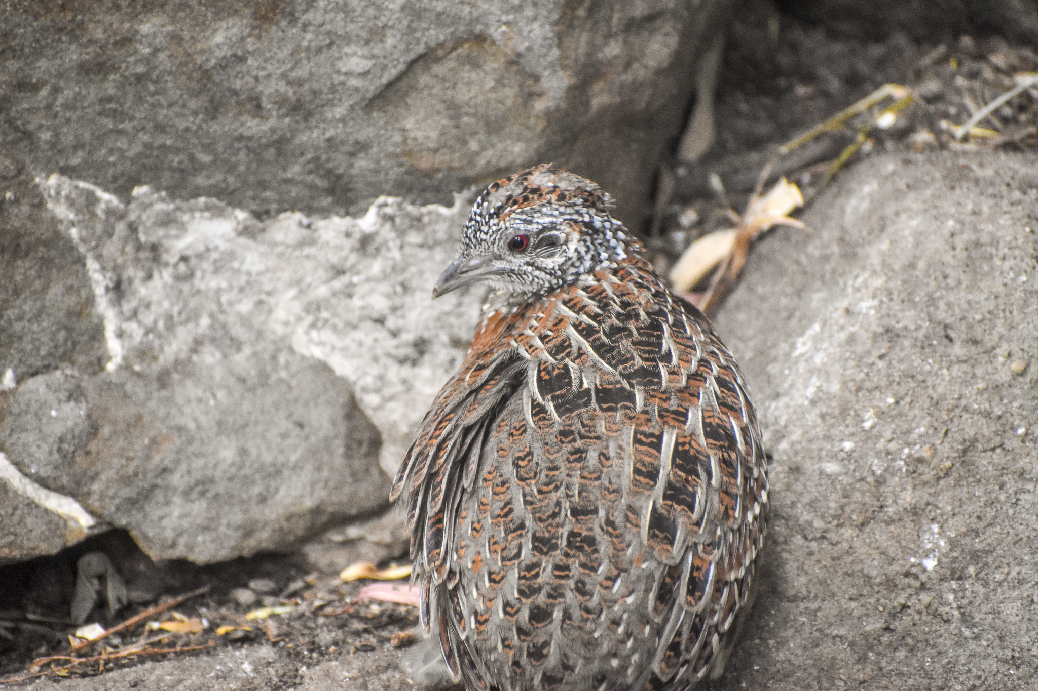 Painted Buttonquail