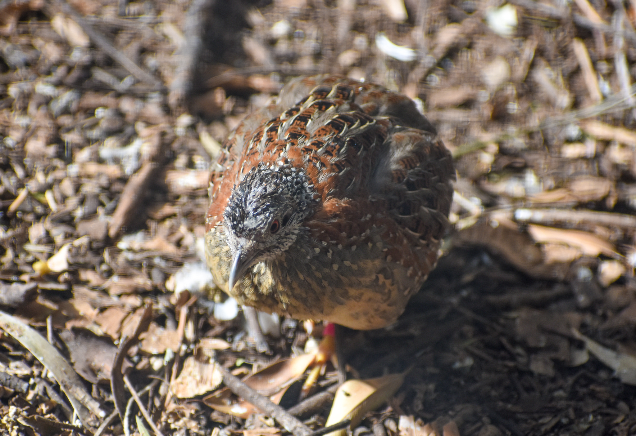 Painted Buttonquail