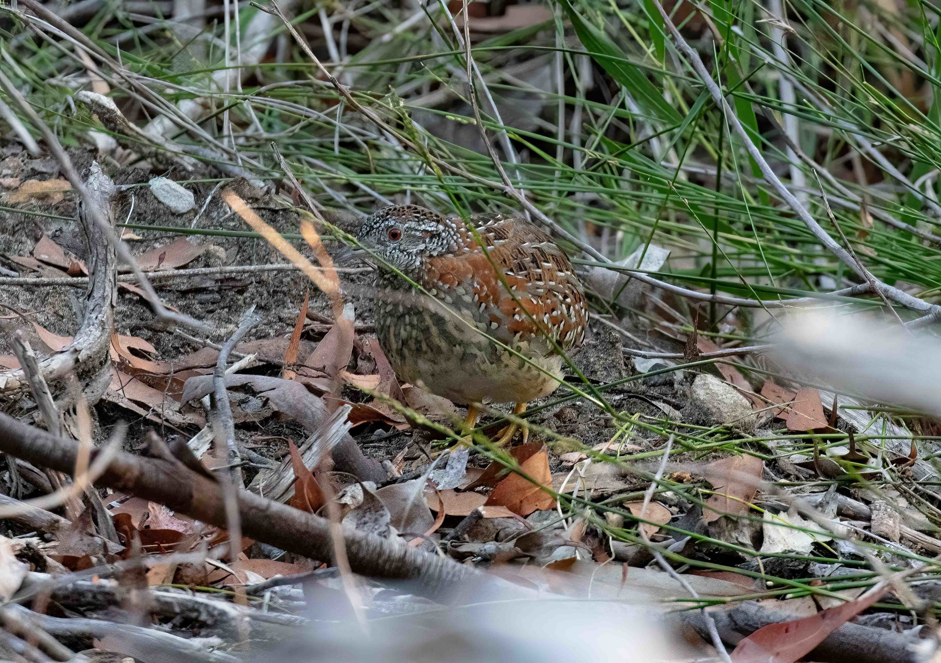 Painted Buttonquail