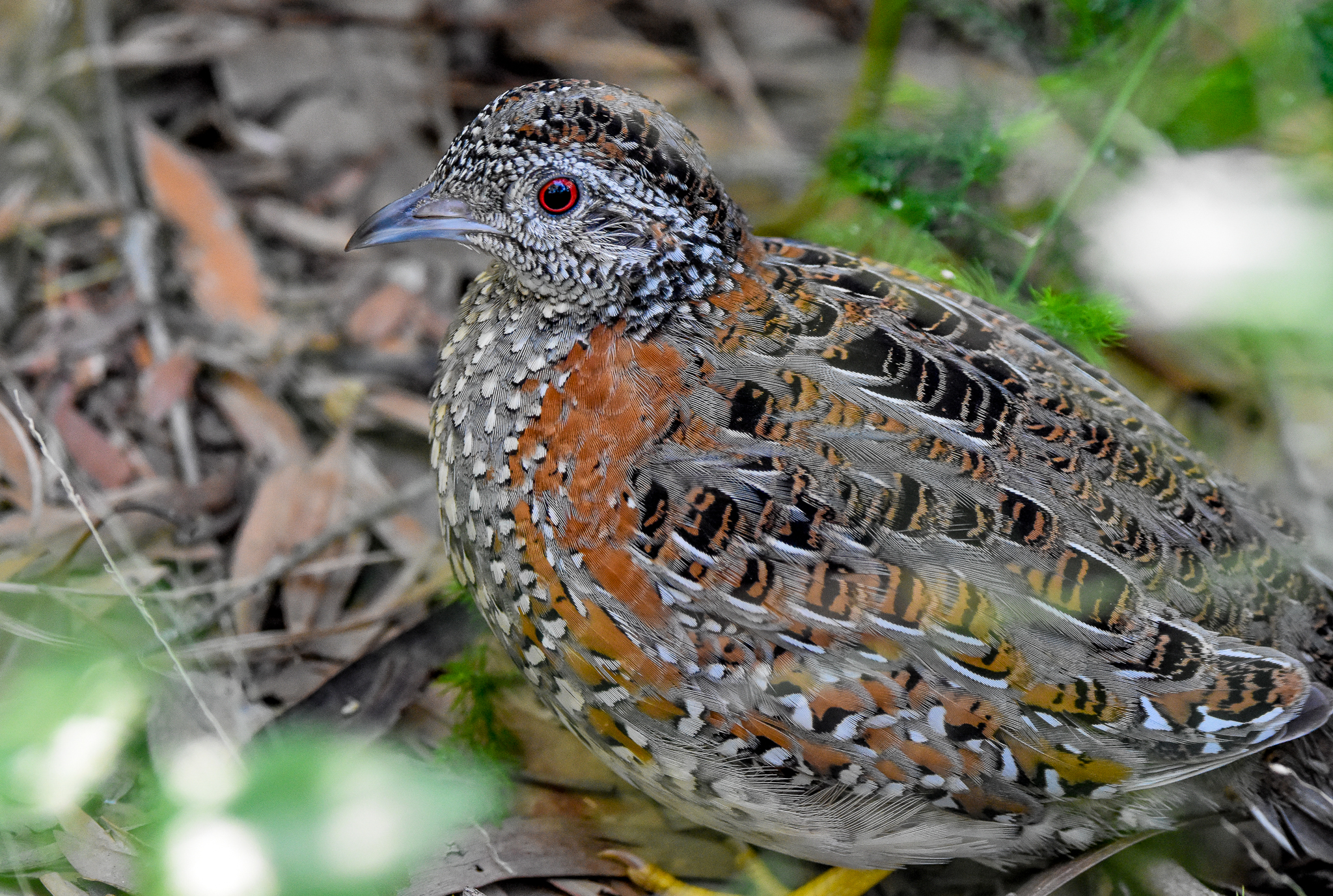 Painted Buttonquail