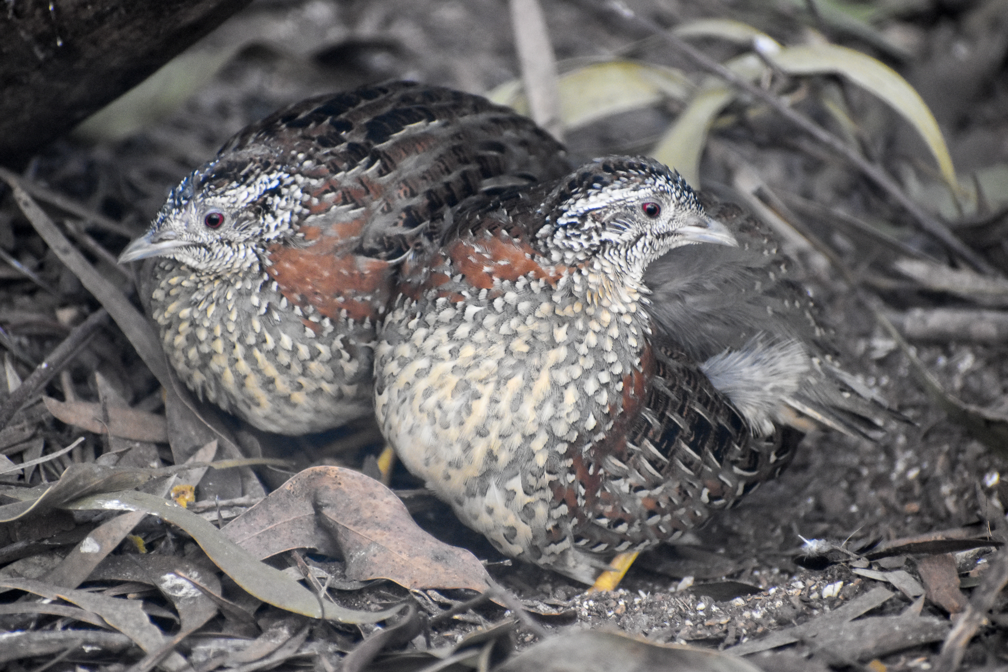 Painted Buttonquails