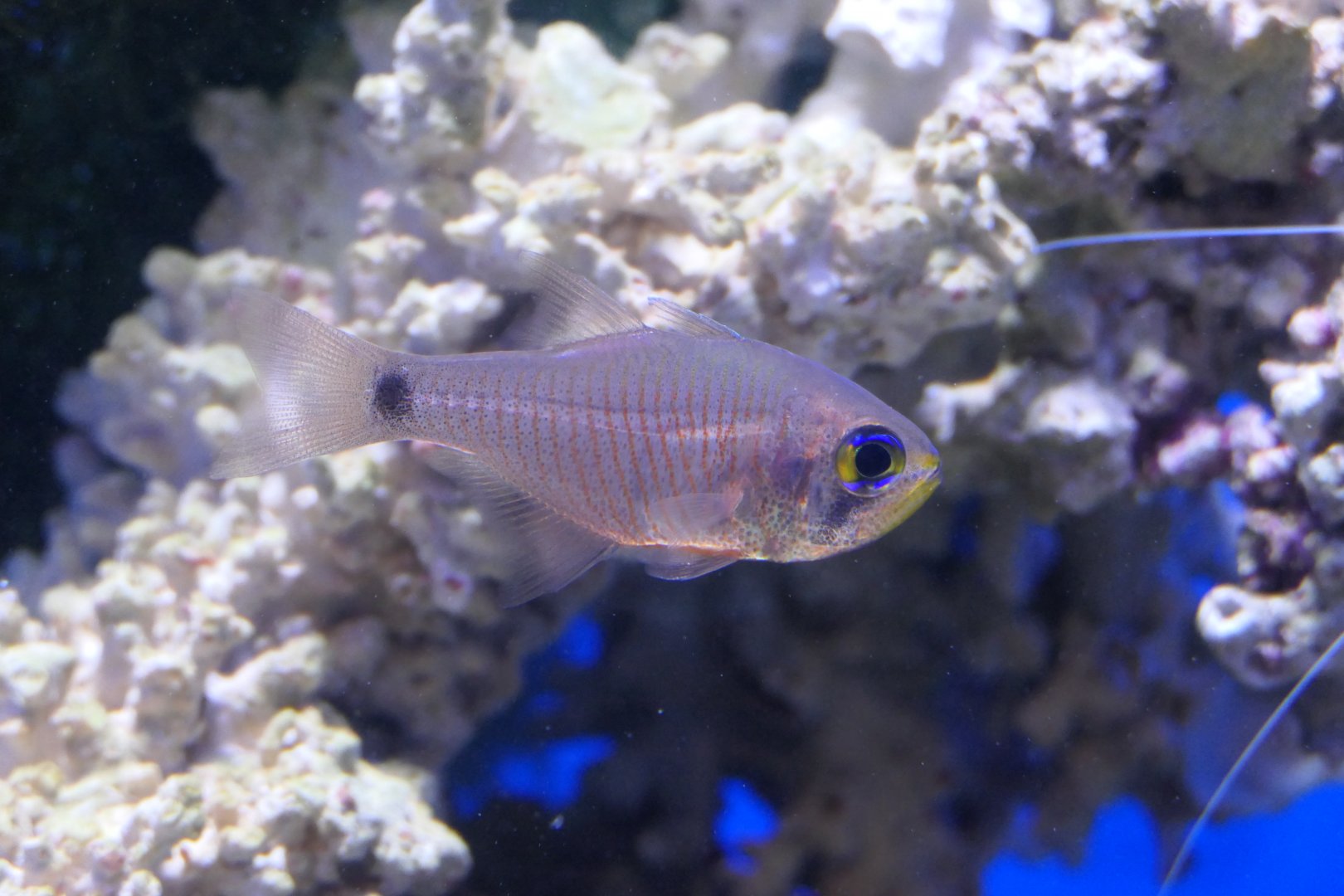 Painted Cardinalfish (Taeniamia fucata)