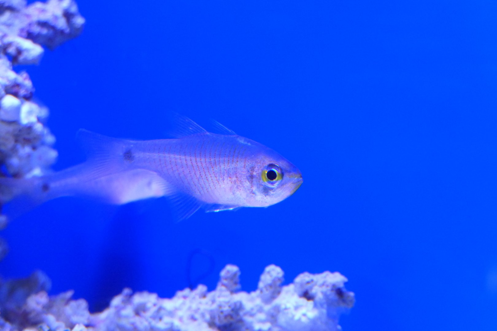 Painted Cardinalfish