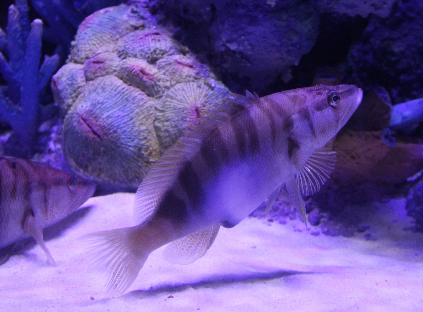 Painted comber - Serranus scriba