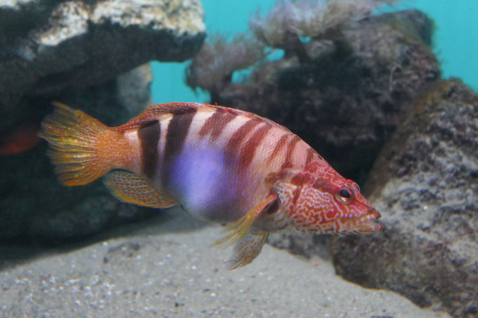 Painted Comber (Serranus scriba)