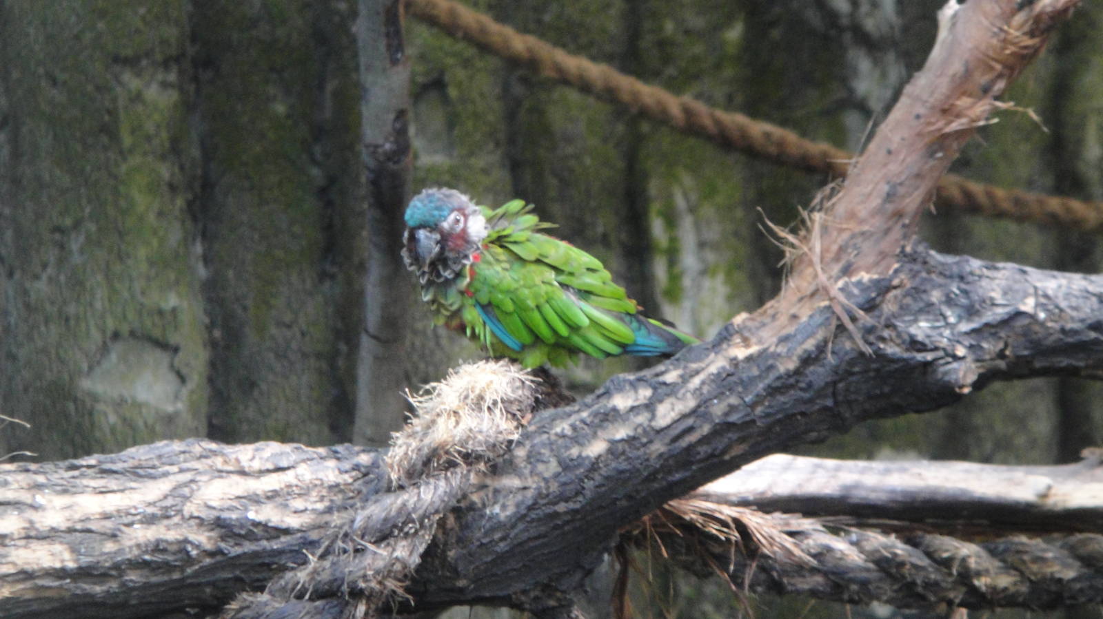 Painted Conure (Pyrrhura picta picta)