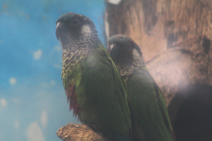 Painted conure (Pyrrhura picta)