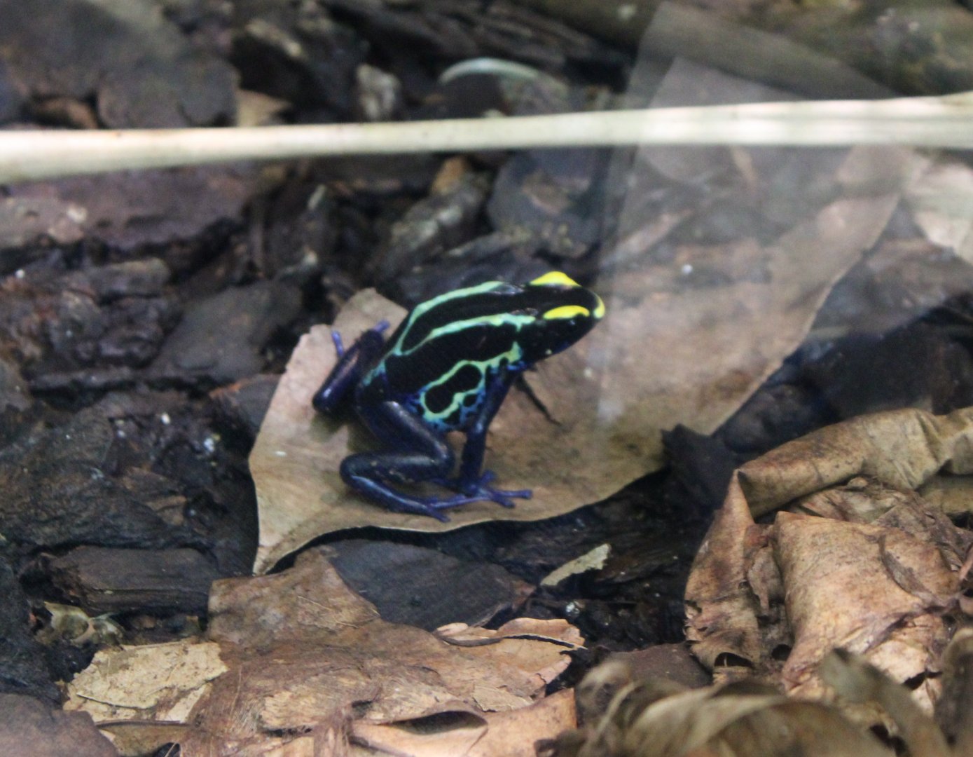Painted dart frog - Dendrobates tinctorius