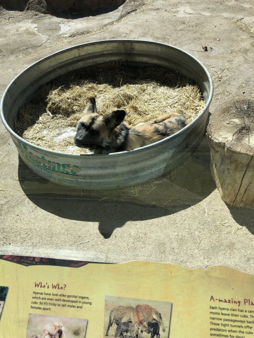 Painted Dog 2-24-2020