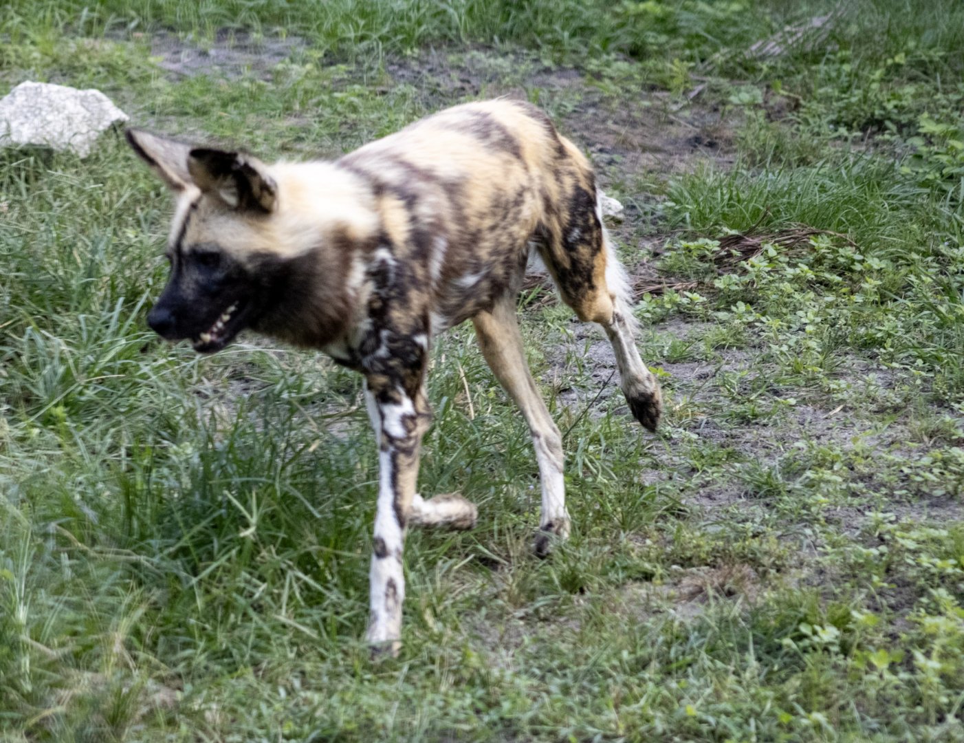 Painted Dog, Cape Hunting Dog, African Wild Dog....