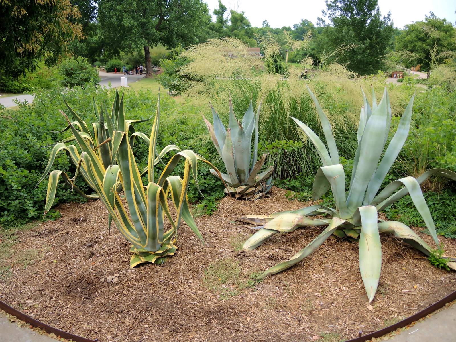 Painted Dog/Dik-Dik/Meerkat Area