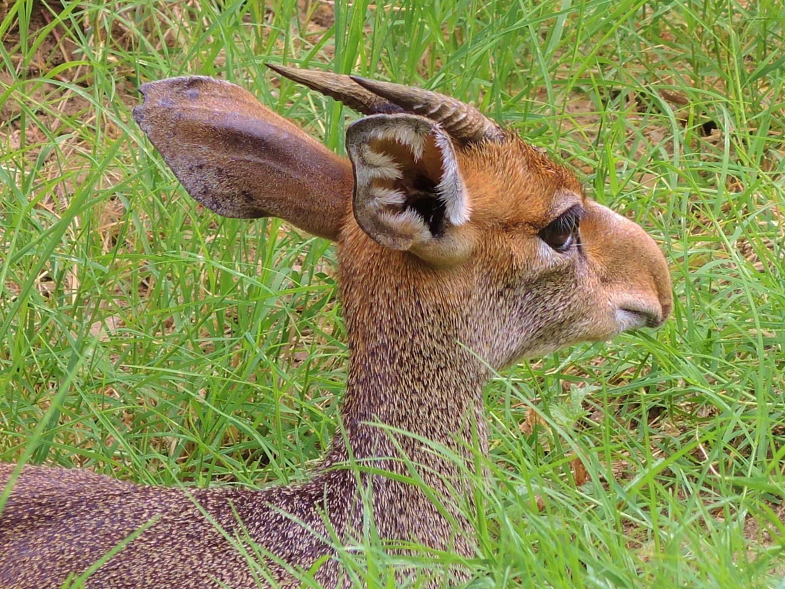 Painted Dog/Dik-Dik/Meerkat Area