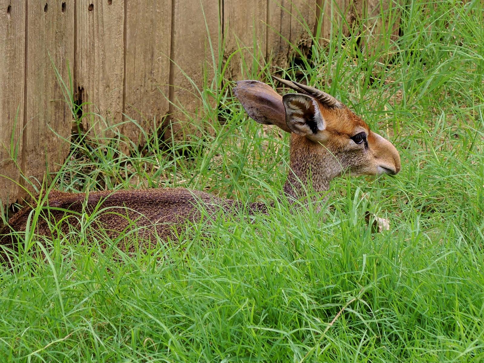 Painted Dog/Dik-Dik/Meerkat Area