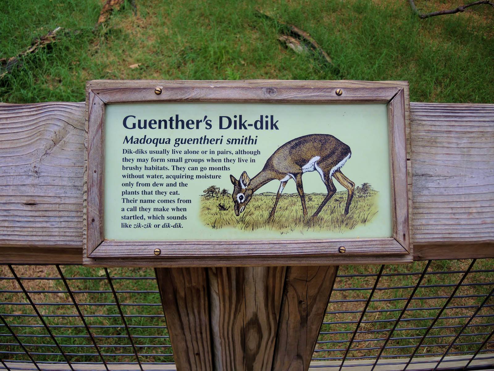 Painted Dog/Dik-Dik/Meerkat Area