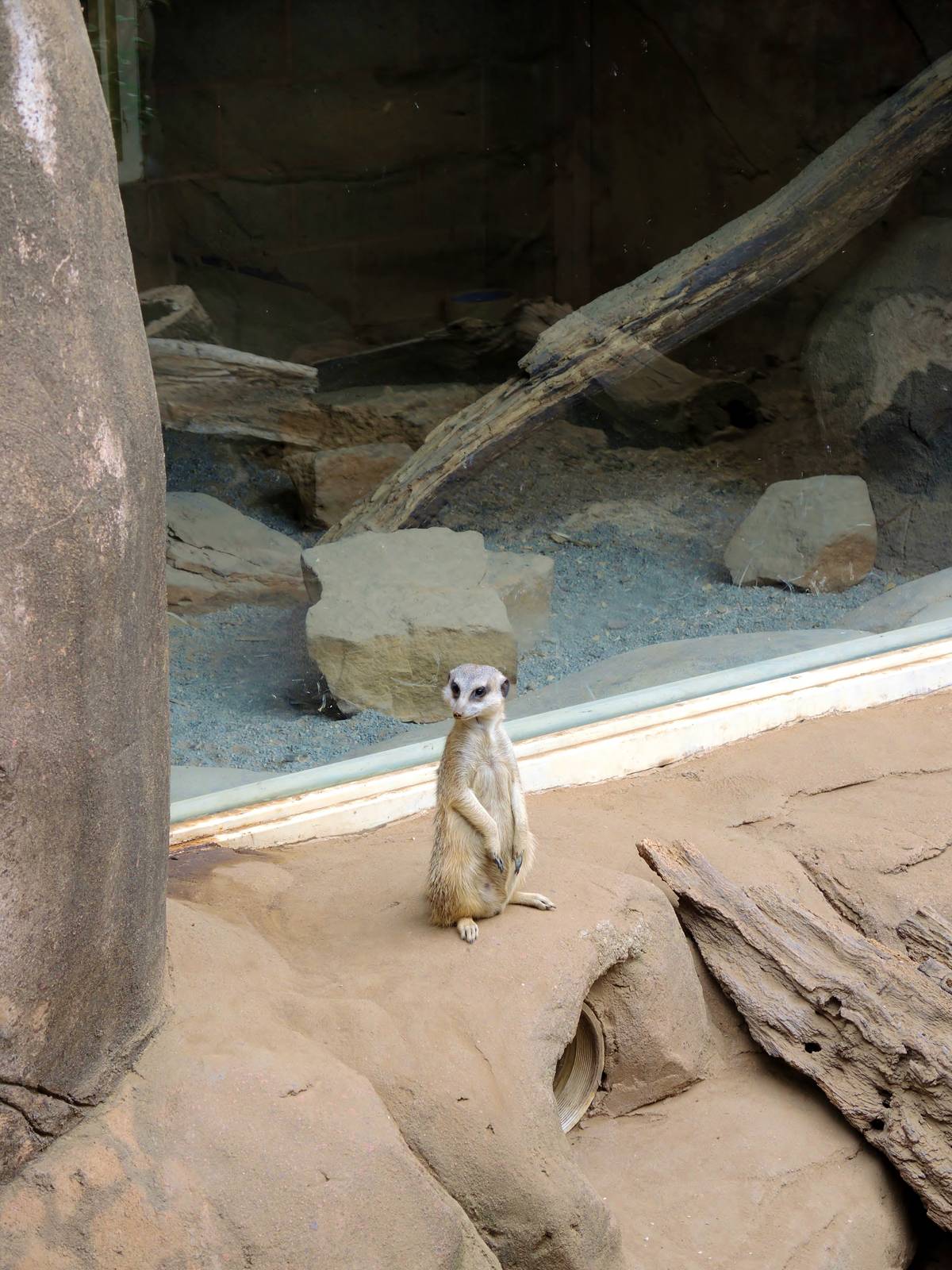 Painted Dog/Dik-Dik/Meerkat Area