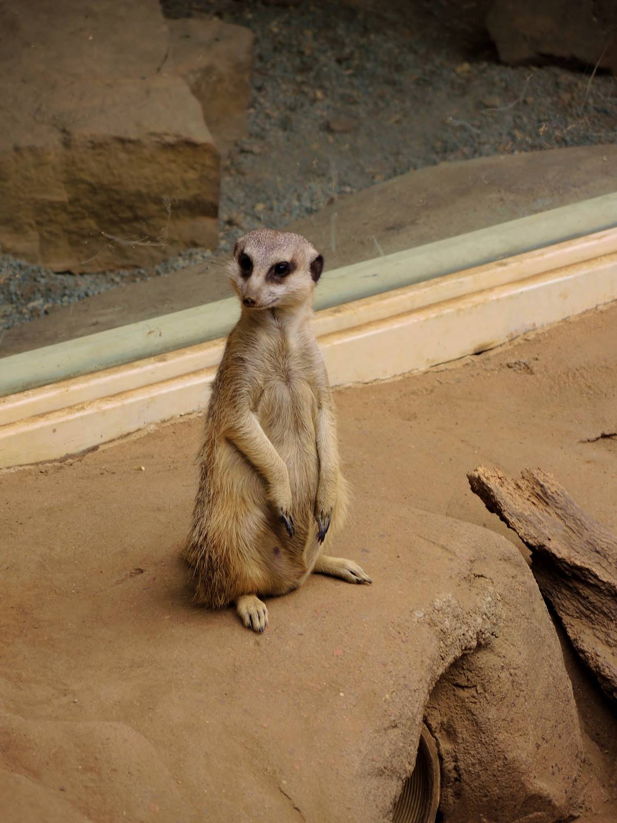 Painted Dog/Dik-Dik/Meerkat Area