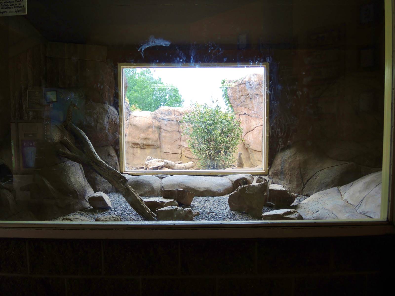 Painted Dog/Dik-Dik/Meerkat Area