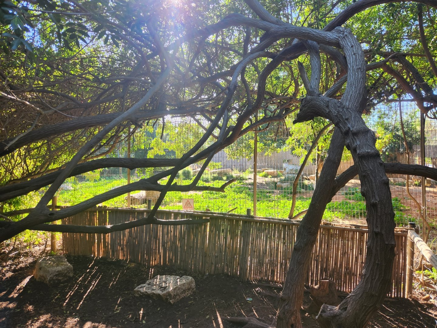 Painted Dog Exhibit #2