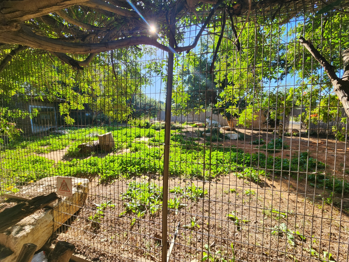 Painted Dog Exhibit #2