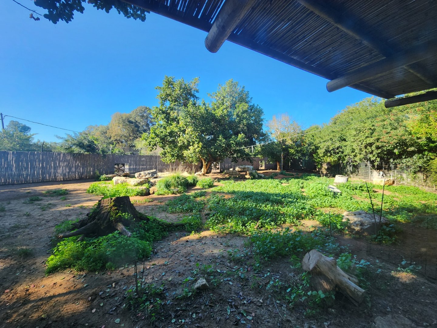 Painted Dog Exhibit #2