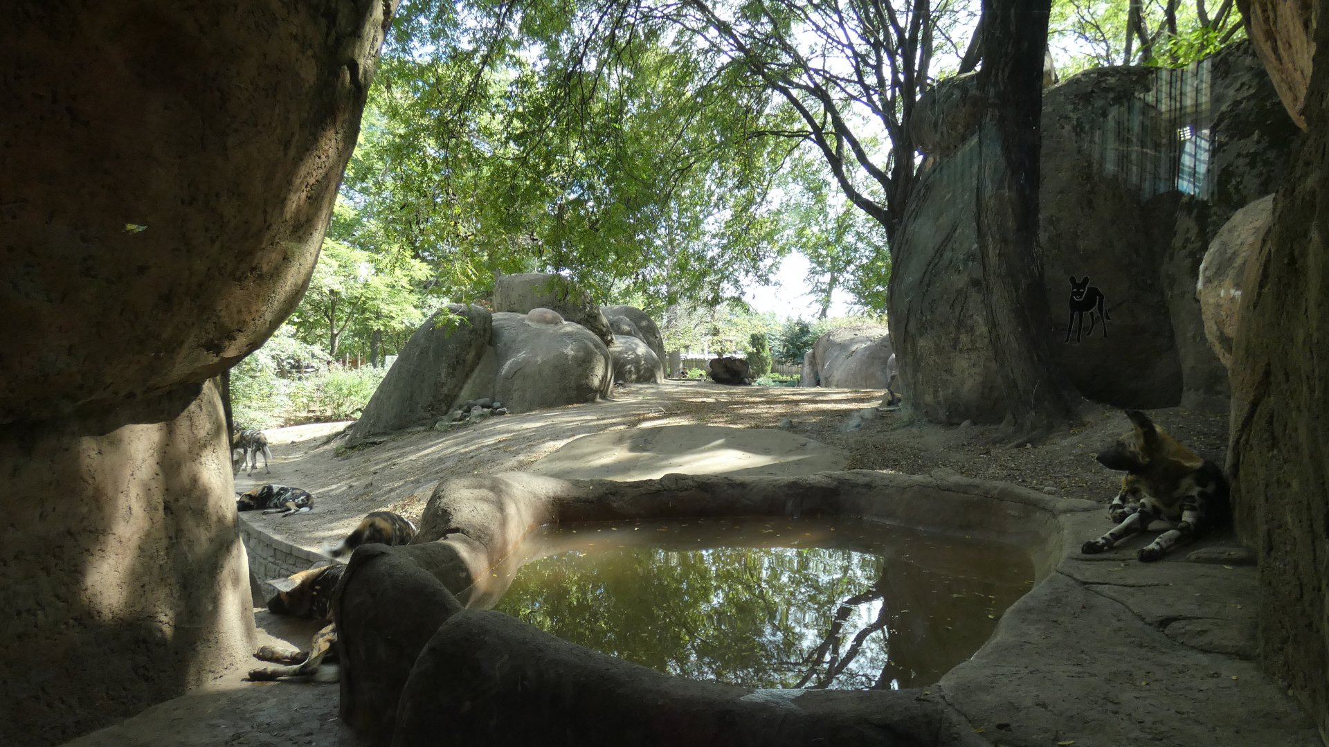 Painted Dog Exhibit, Habitat Africa (The Savannah) - Sep. 2021