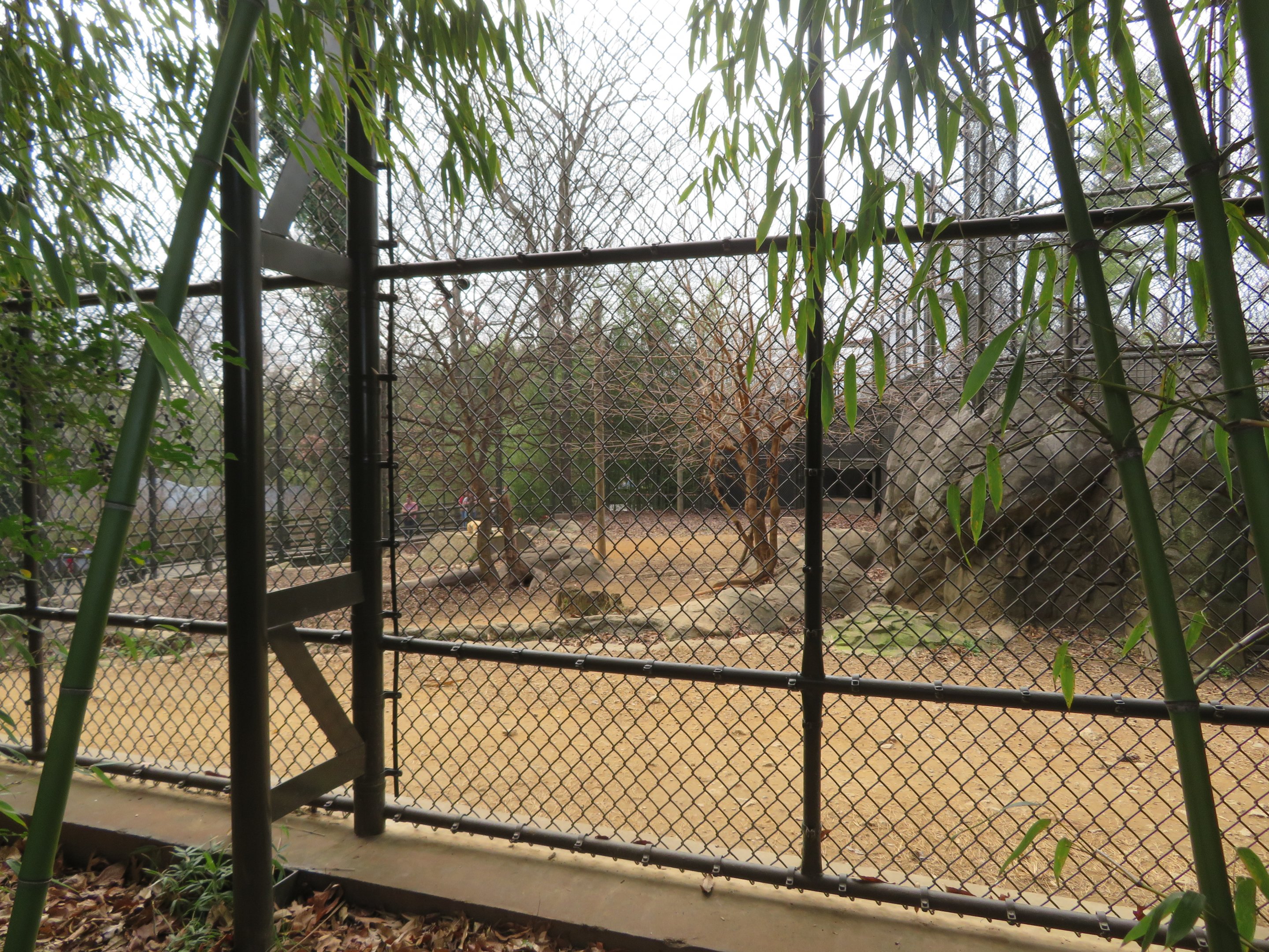Painted Dog Exhibit