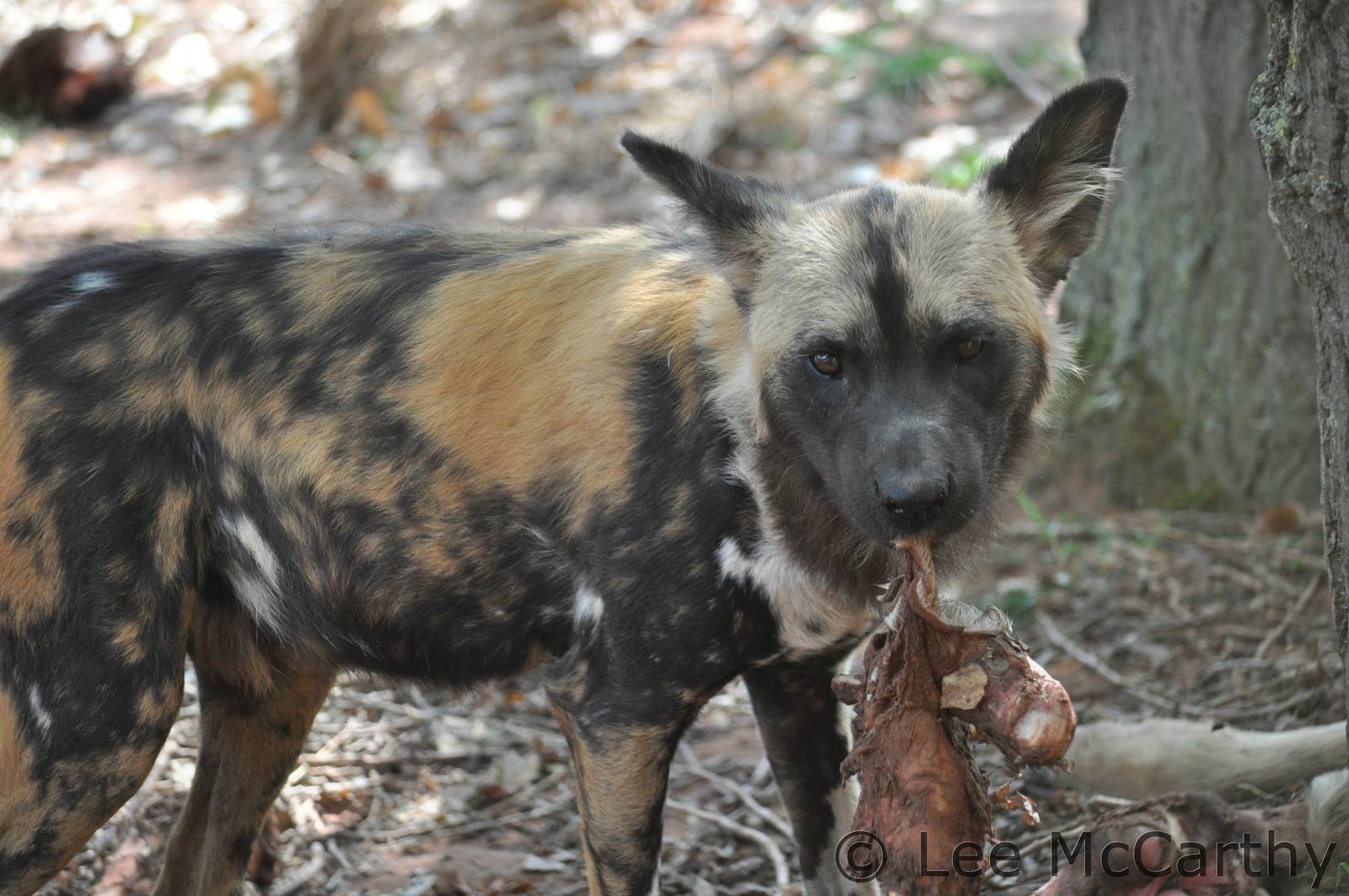 Painted Dog Feeding