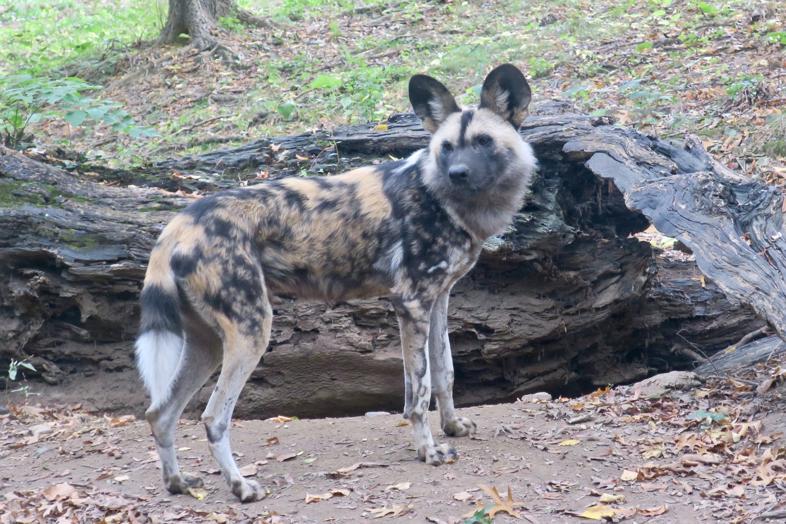 Painted Dog (Lycaon pictus)