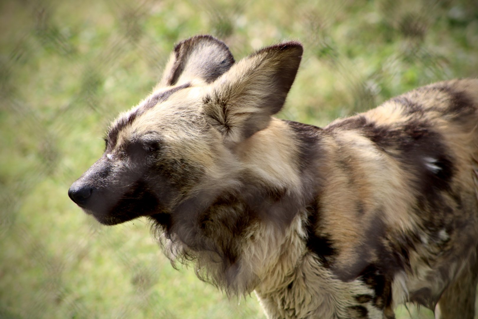 Painted Dog (Lycaon pictus)