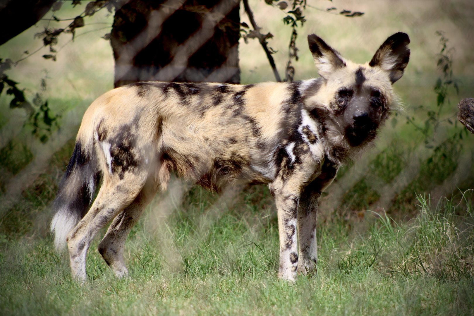 Painted Dog (Lycaon pictus)