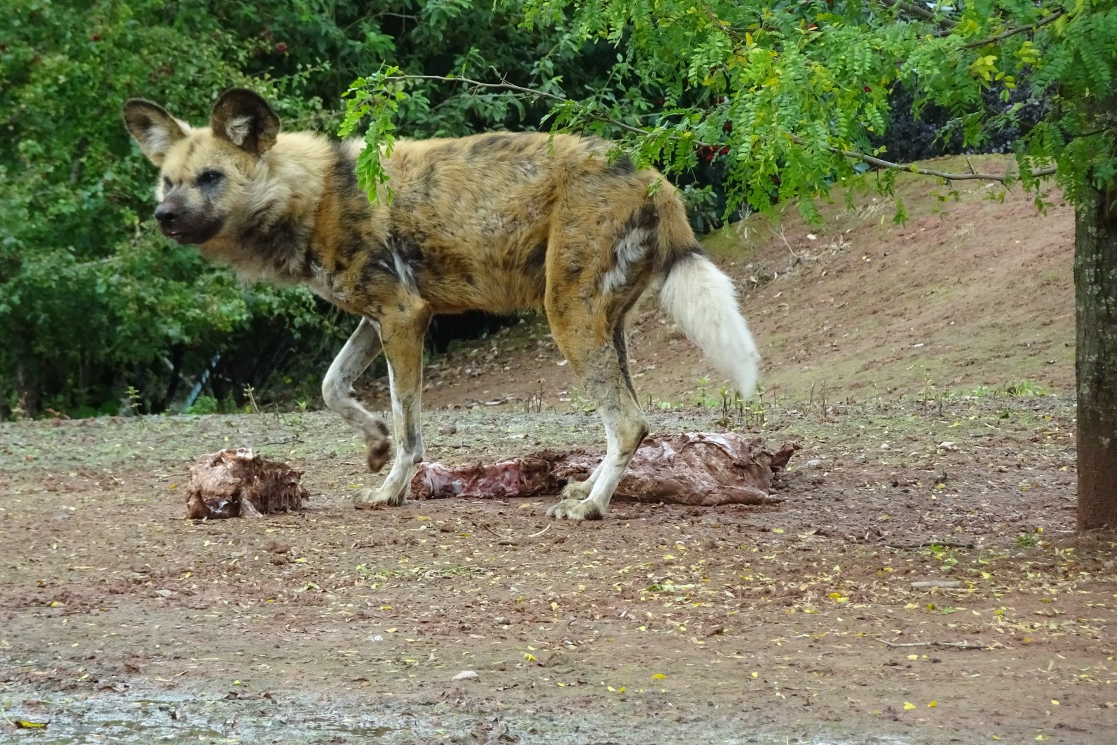 Painted Dog, September 2017