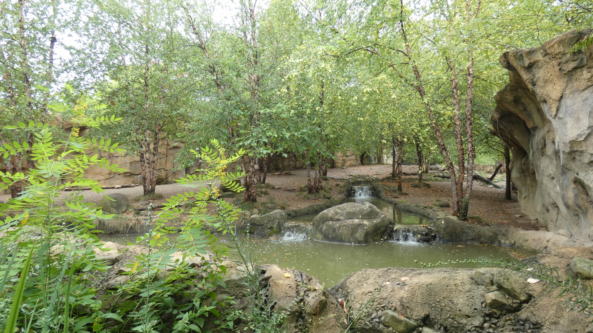 Painted Dog Valley, Africa - Aug. 2021