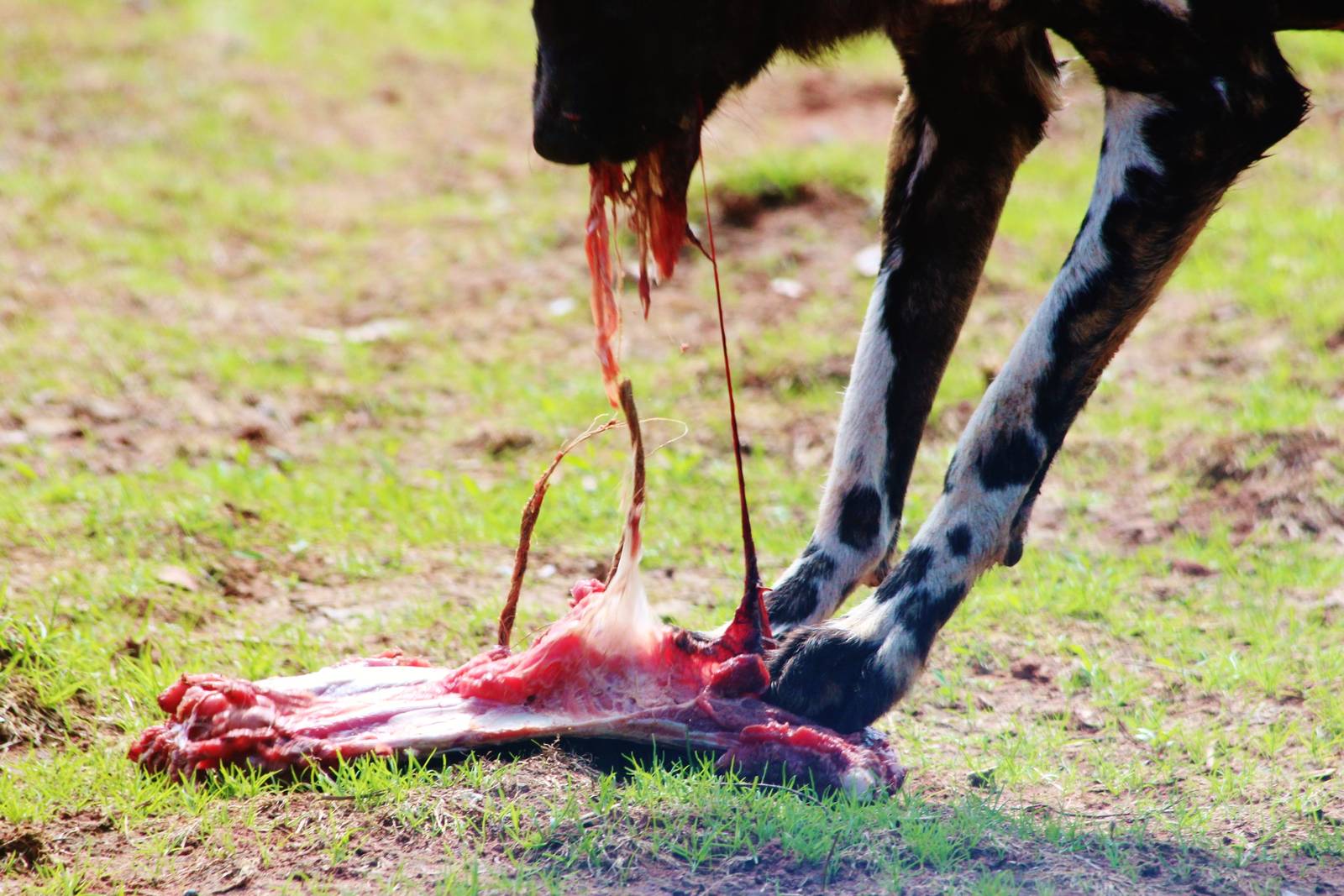 Painted Dog with food